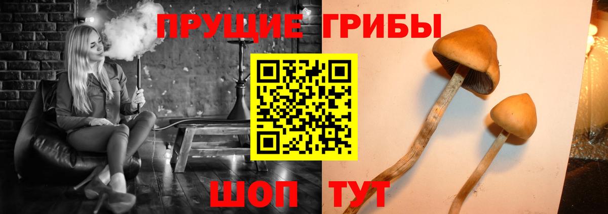 Псилоцибиновые грибы Cubensis Павловский Посад